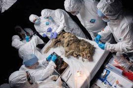 2025/09/44000-year-old-wolf-under-ice.jpg