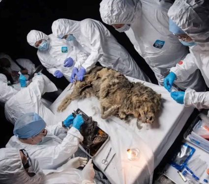2025/09/44000-year-old-wolf-under-ice.jpg