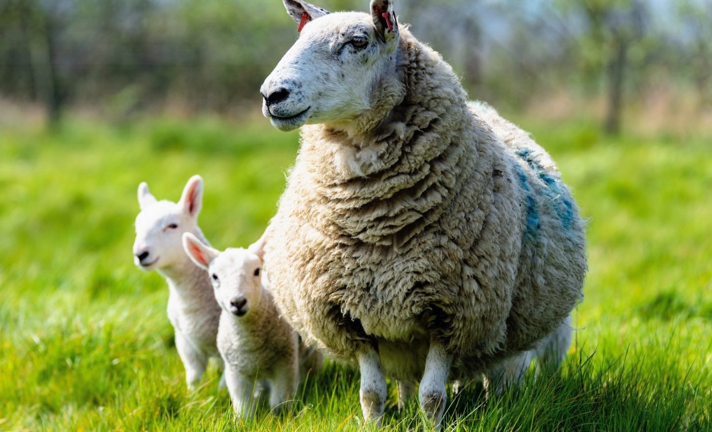 Humans have super-sized domestic animals and shrunk wildlife