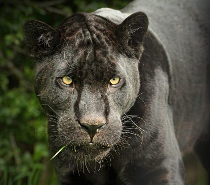 2025/09/Jaguar-mating.jpg