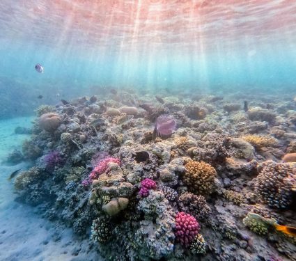 2025/09/Coral-growth-warm-ocean.jpg