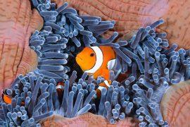 2025/09/Clownfish-warming.jpg