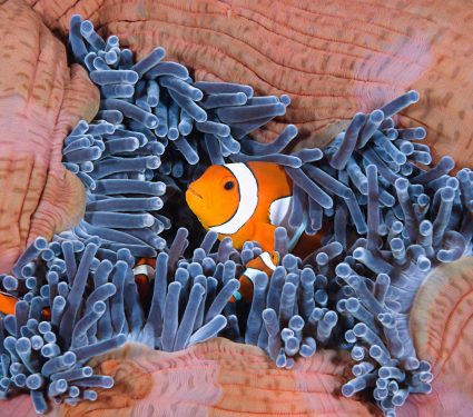 2025/09/Clownfish-warming.jpg