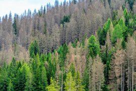 2025/09/Bark-beetle-dead-trees.jpg