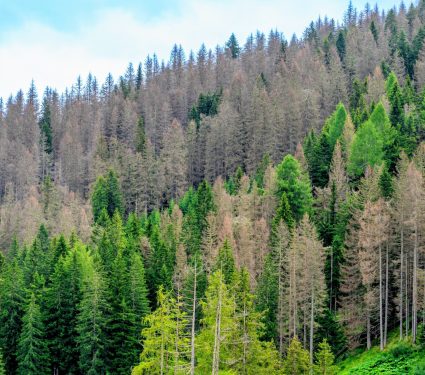 2025/09/Bark-beetle-dead-trees.jpg