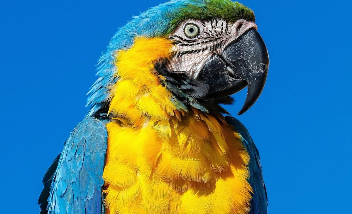 Parrots that learn like people: Macaws copy without being taught