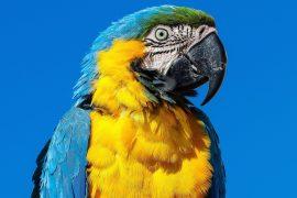 2025/09/Macaws-copy.jpg