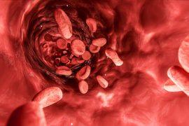 2025/09/blood-vessels.jpg