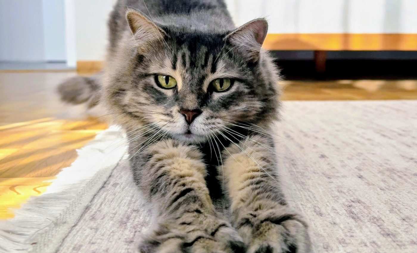 Call to action: Declawing cats leaves them in horrible pain for the rest of their lives