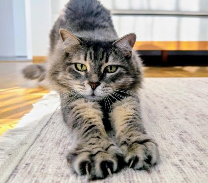 2025/09/Cat-declawing.jpg