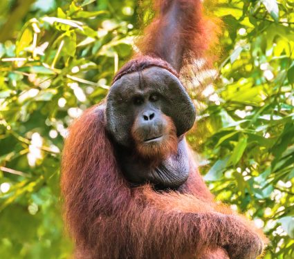 2025/09/Male-orangutans.jpg