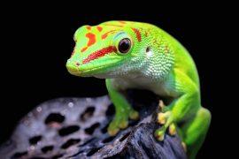2025/09/reptile-reproduction3.jpg