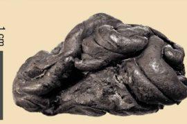 2025/09/5700-year-old-gum-dna-prehistoric-woman.jpg