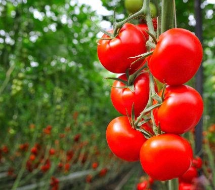 2025/09/swiss-dna-editing-tomatoes-fruit-faster.jpg