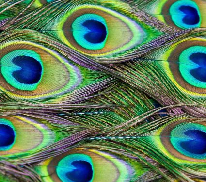 2025/09/peacock-feathers-emit-laser-light.jpg