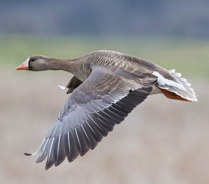 2025/09/Arctic-bird-migration.jpg