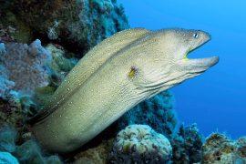 2025/09/Eel-movement.jpg