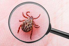 2025/09/tick-saliva-immune-system.jpg