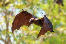 2025/09/flying-bat4.jpg