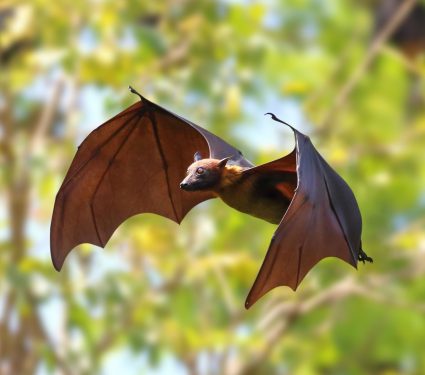 2025/09/flying-bat4.jpg