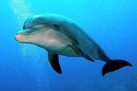 2025/09/World-Dolphin-Day2.jpg