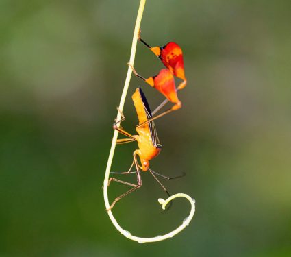 2025/09/Matador-bugs.jpg