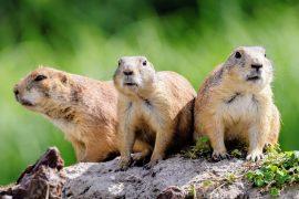 2025/09/Grassland-animals.jpg