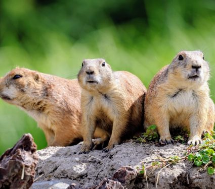 2025/09/Grassland-animals.jpg