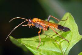 2025/09/Forest-biodiversity2.jpg