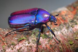 2025/09/iridescent-mammals.jpg