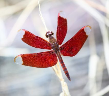 2025/09/Dragonfly-survival-.jpg