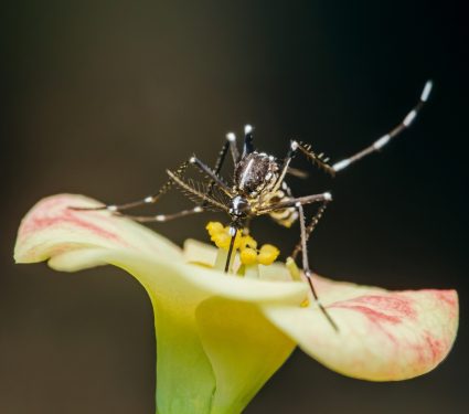 2025/09/Dengue-temperature.jpg