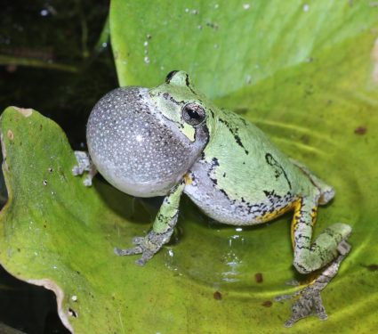 Frog-mating.jpg