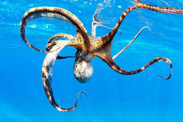 Portrait,Of,A,Wild,Octopus,Under,Water.