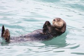 2025/09/unknown-otter-discovery-latin-america.jpg
