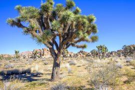 2025/09/Joshua-tree-climate.jpg