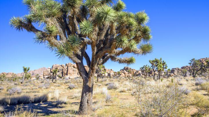 2025/09/Joshua-tree-climate.jpg