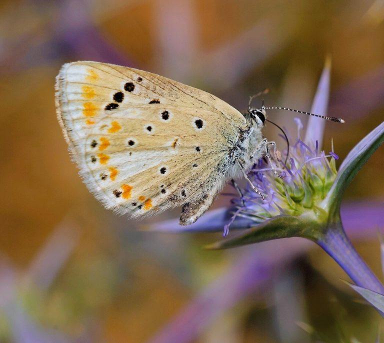 2025/09/Butterfly-chromosomes.jpg