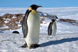 2025/09/Antarctica-warming.jpg