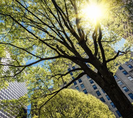 2025/09/urban-trees-1.jpg