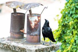 2025/09/Carrion-crows_precision-tool-use_1m.jpg