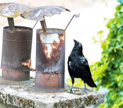 2025/09/Carrion-crows_precision-tool-use_1m.jpg