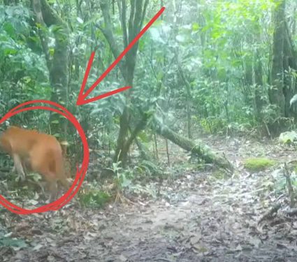 2025/09/rare-wild-cat-thailand-camera.jpg