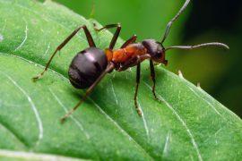 2025/09/Fiji-ants-1.jpg