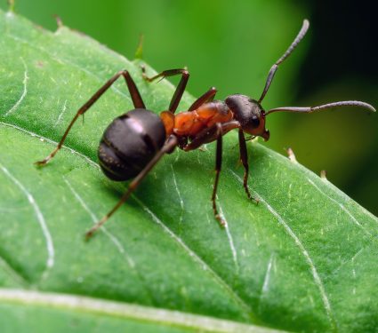 2025/09/Fiji-ants-1.jpg