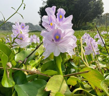 2025/09/Invasive-plants.jpg