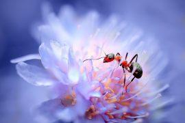 2025/09/plant-sugar-ants.jpg