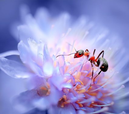 2025/09/plant-sugar-ants.jpg