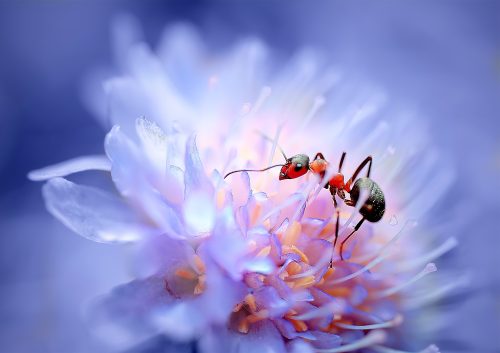 2025/09/plant-sugar-ants.jpg