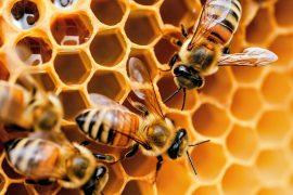 2025/09/bee-hive3.jpg